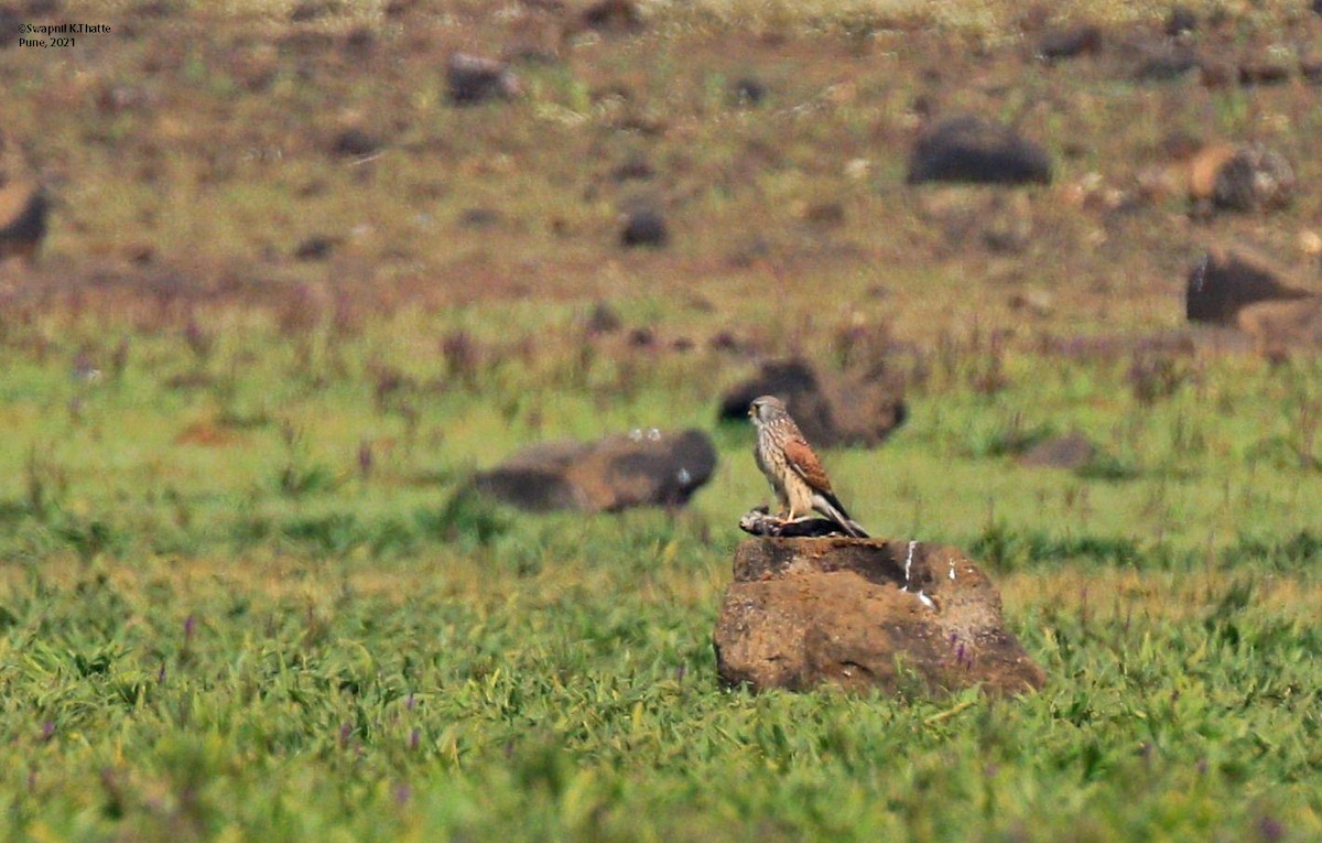 Turmfalke - ML644633870