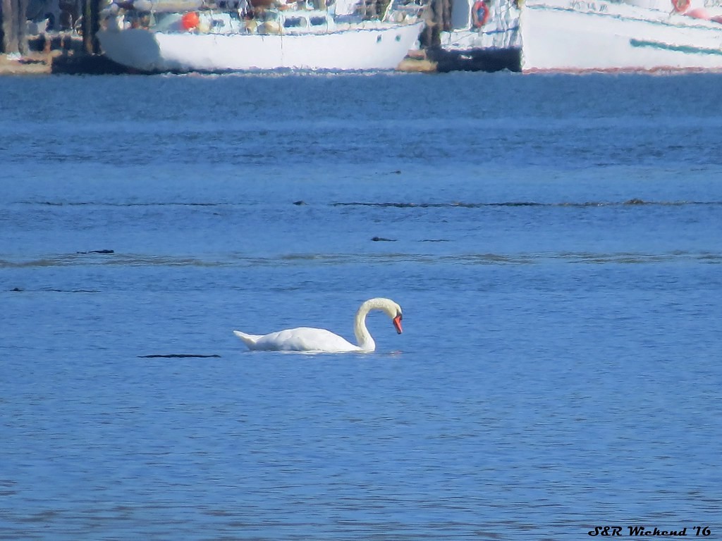 Cygne tuberculé - ML644633871