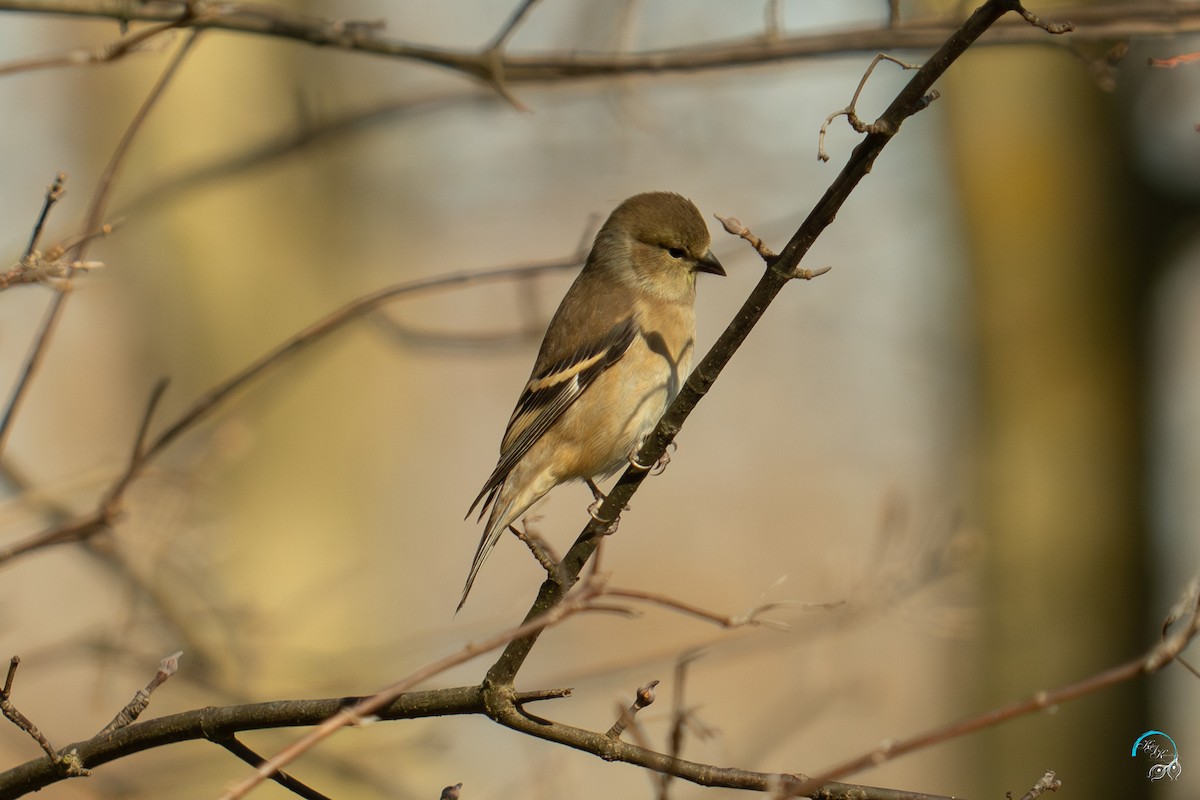 čížek žlutý - ML644633875