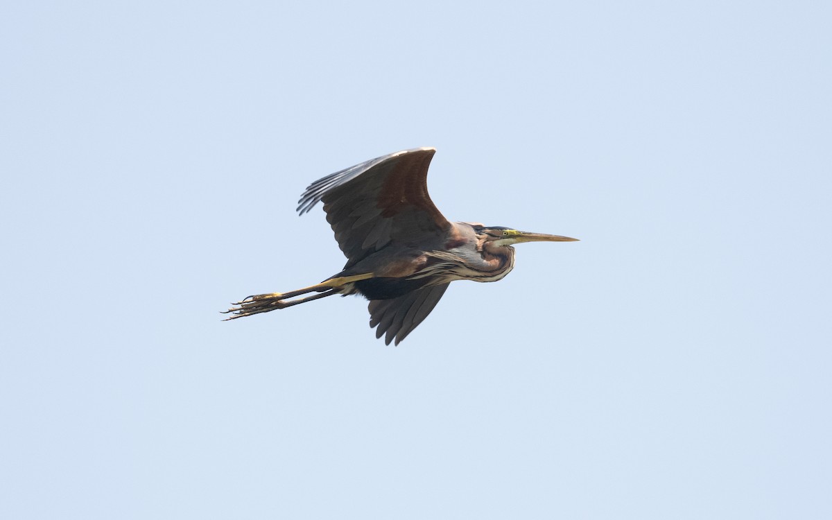 Purple Heron - ML644633879