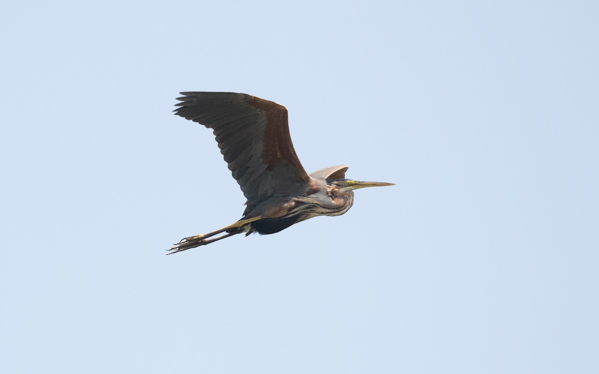 Purple Heron - ML644633880