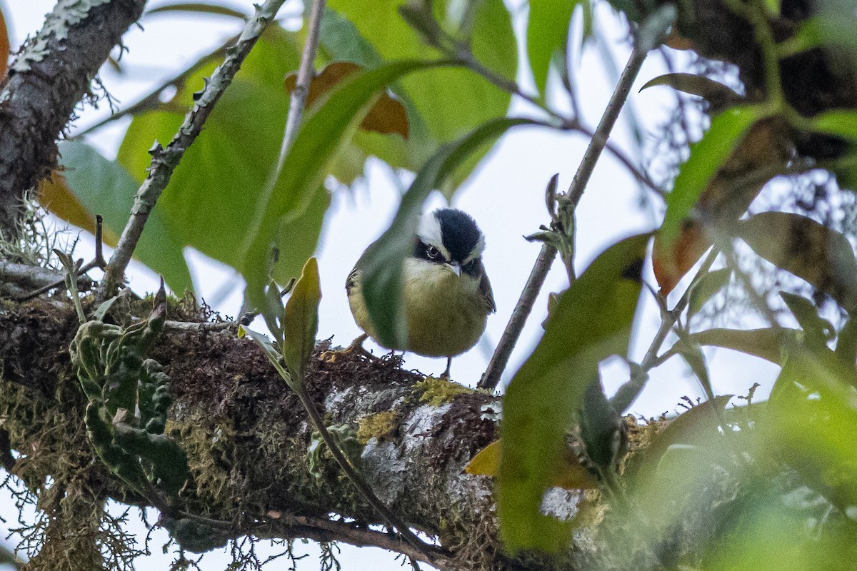 Краснохвостая минла - ML644633881