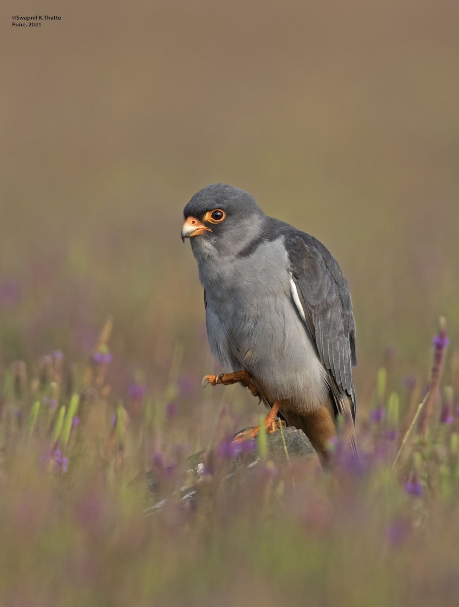Amur Falcon - ML644633886