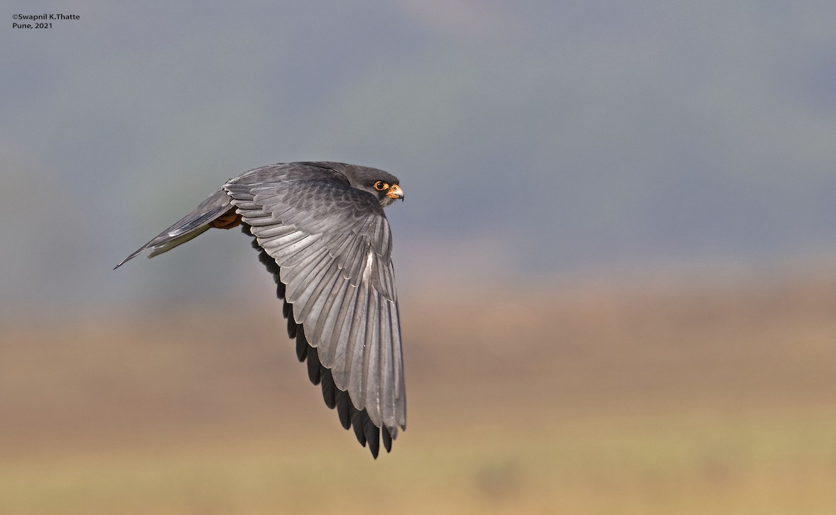 Amur Falcon - ML644633887