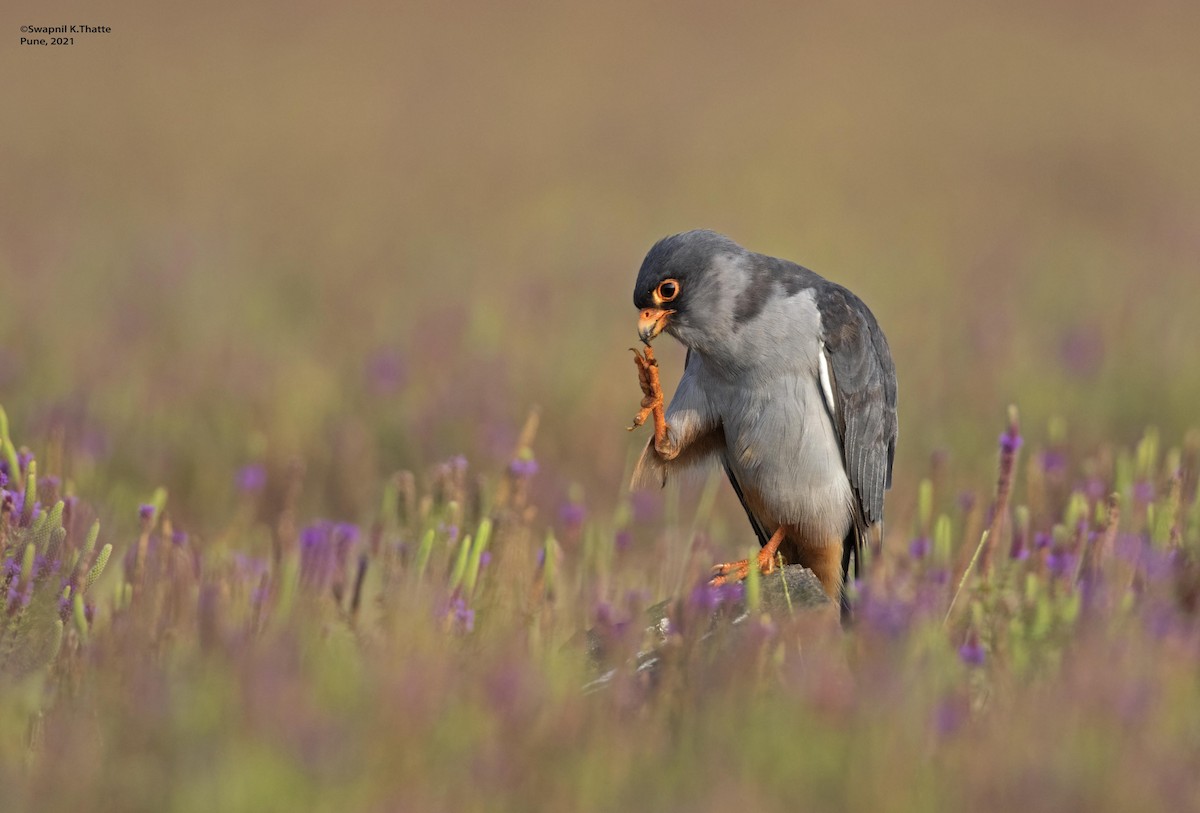 Amur Falcon - ML644633889