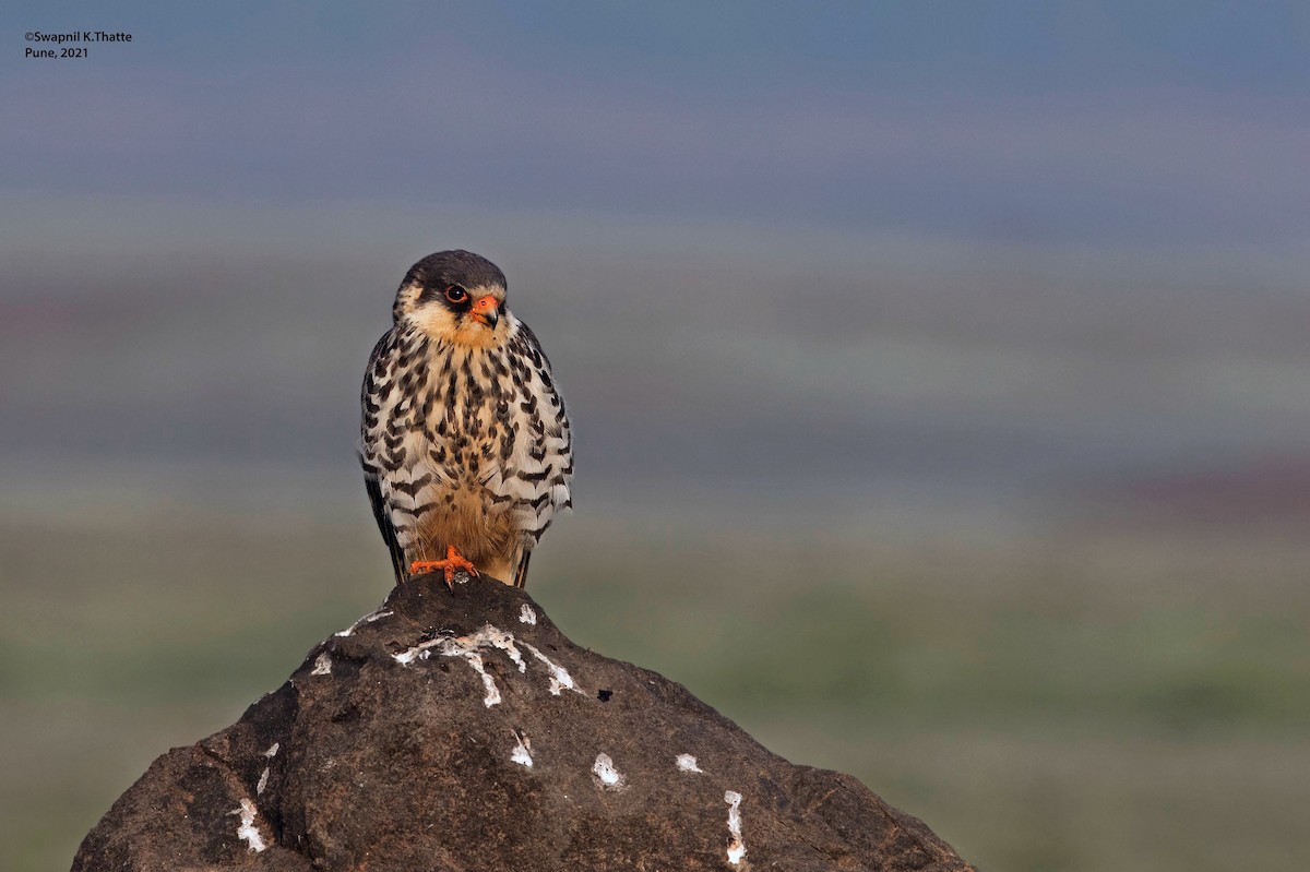 Amur Falcon - ML644633890