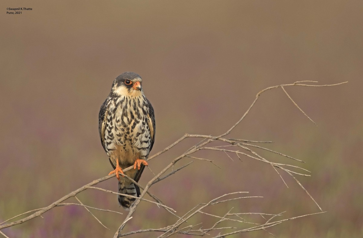 Amur Falcon - ML644633891