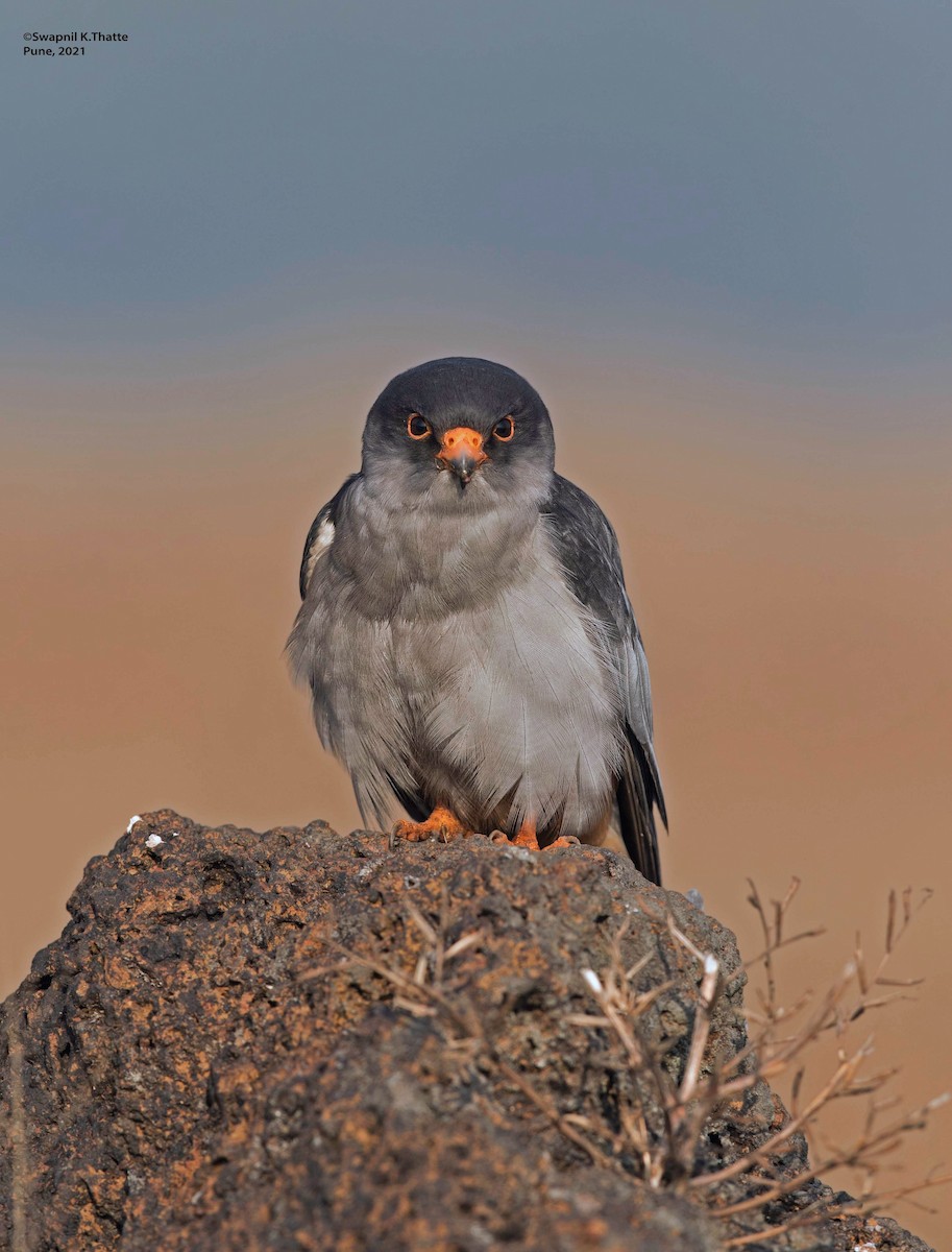 Amur Falcon - ML644633892