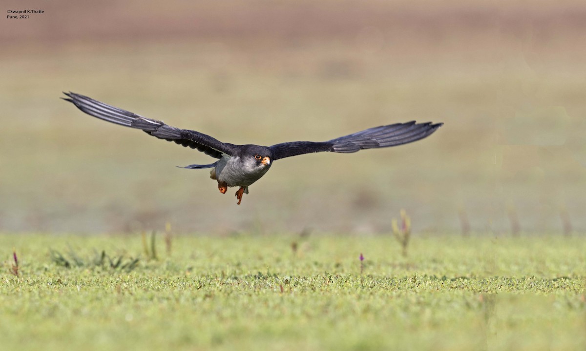 Amur Falcon - ML644633894