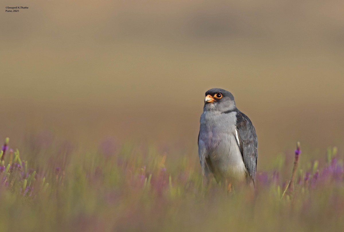 Amur Falcon - ML644633895