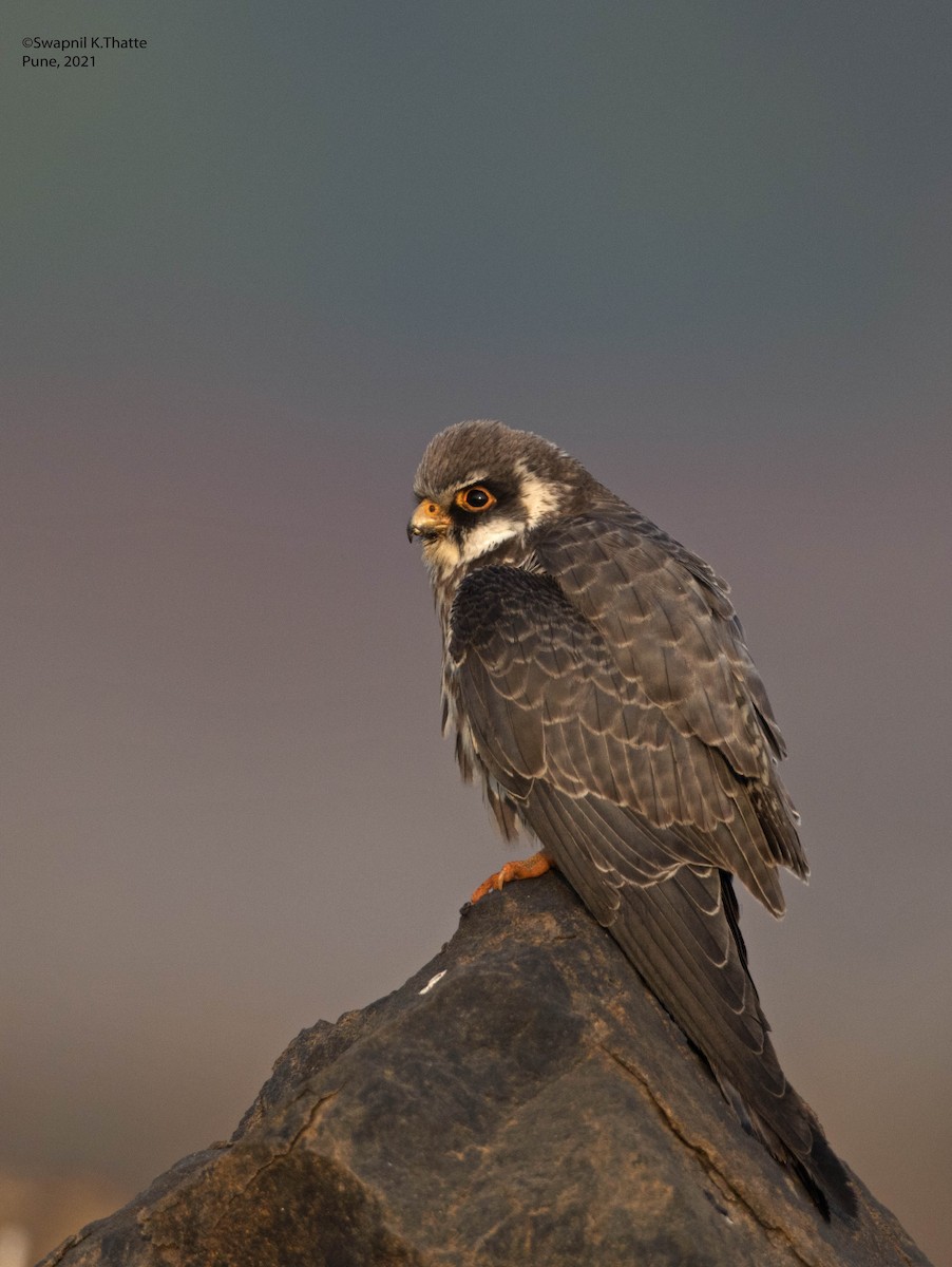 Amur Falcon - ML644633897