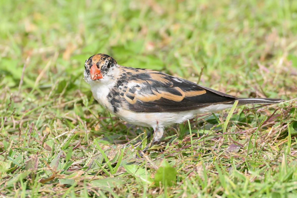 Вдовичка білочерева - ML644633898