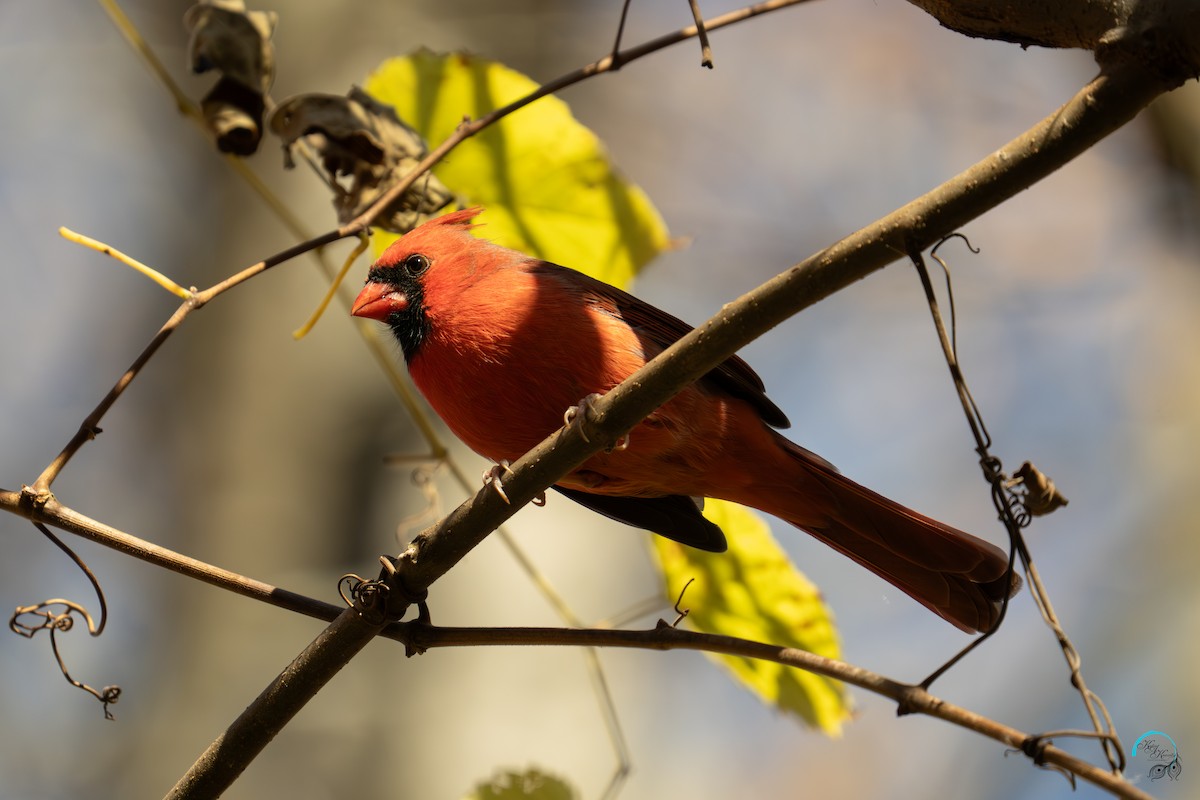 Kardinal arrunta - ML644633902