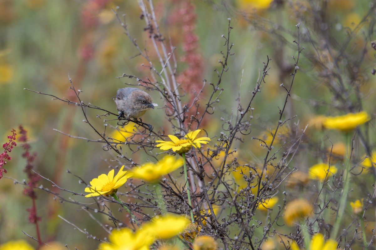 mlynařík americký - ML644633906
