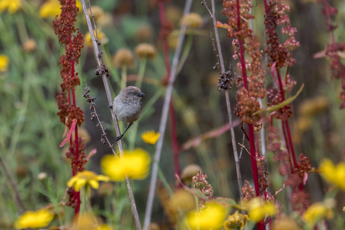 mlynařík americký - ML644633907