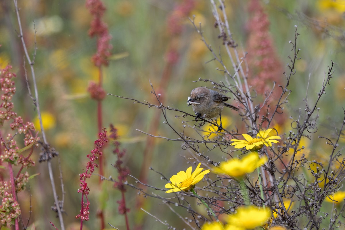 mlynařík americký - ML644633908