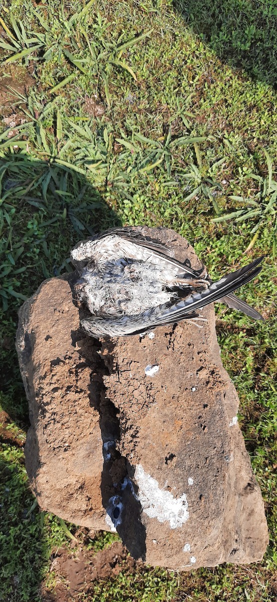 Turmfalke - ML644633917