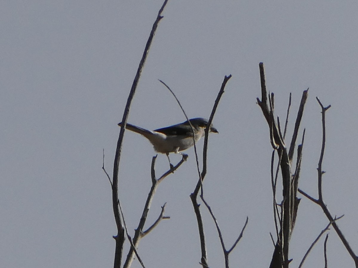 ťuhýk severní - ML644633918