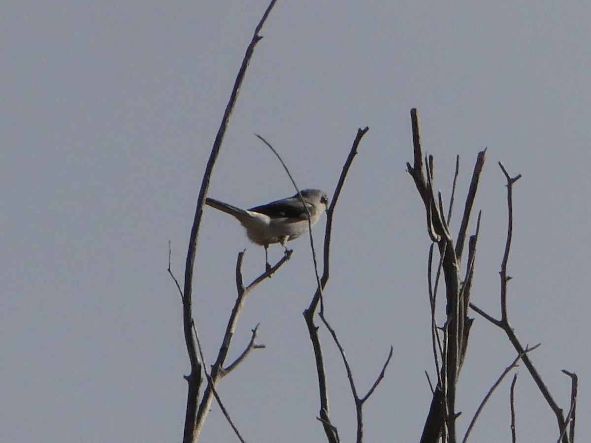 ťuhýk severní - ML644633919