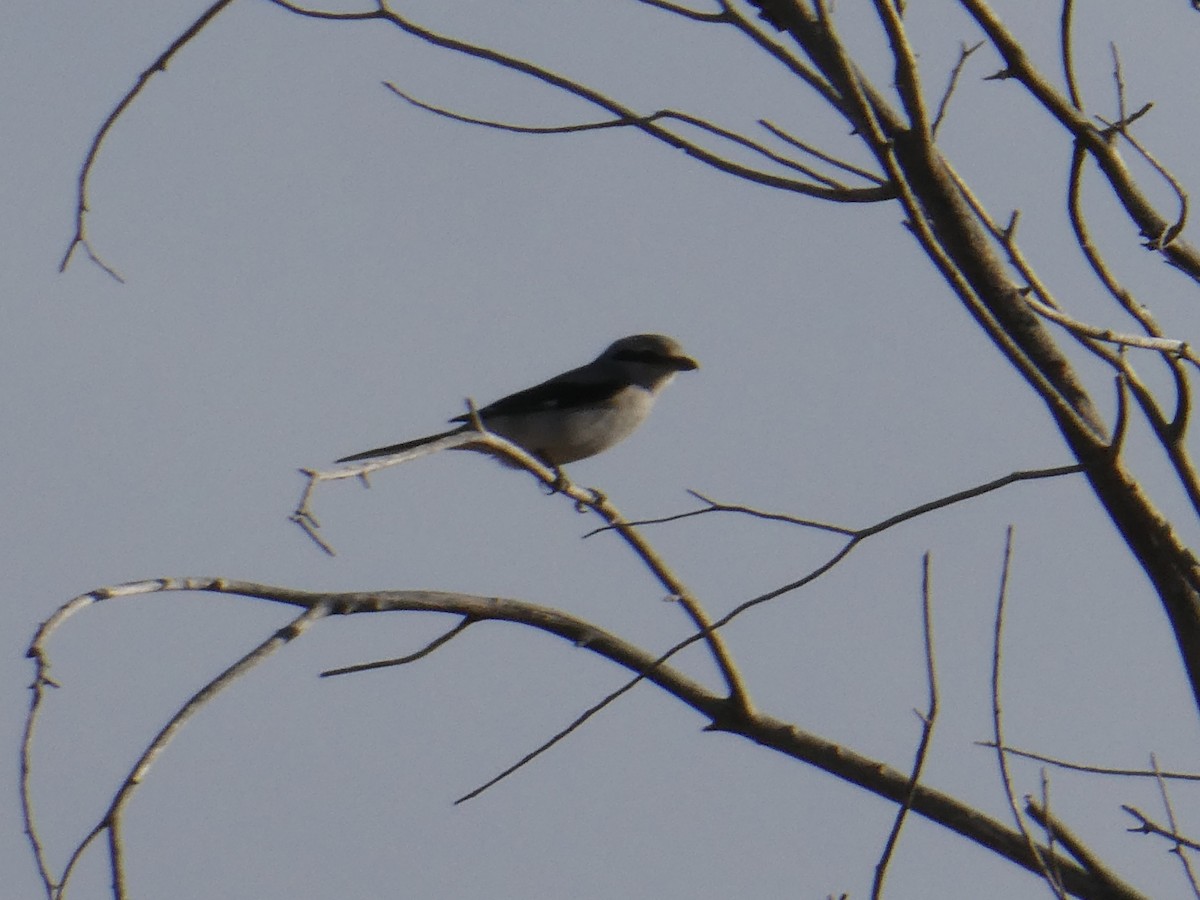 ťuhýk severní - ML644633920