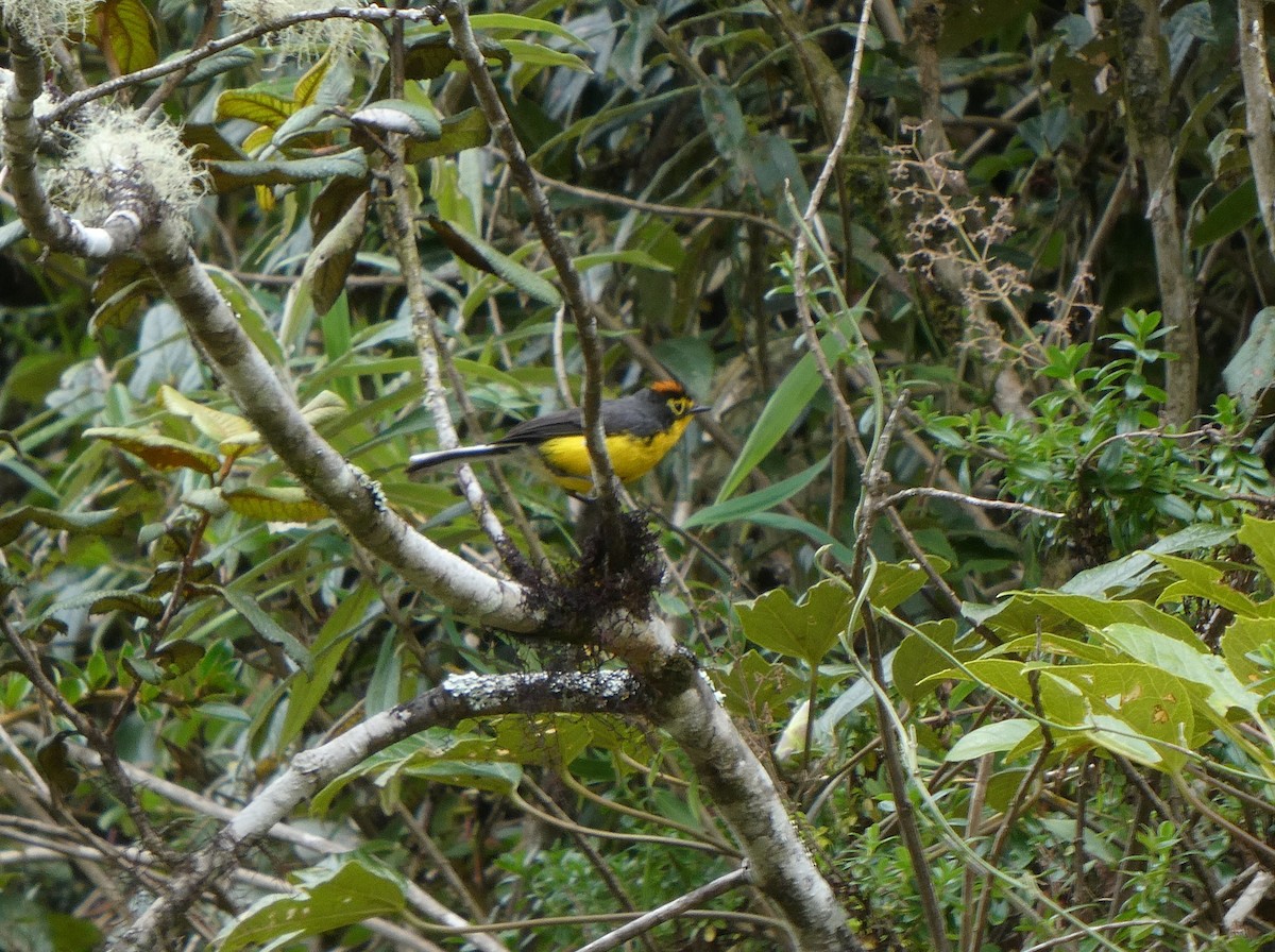 Spectacled Redstart - ML644633928