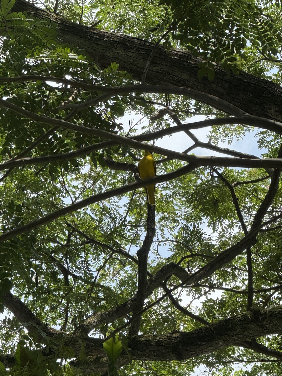 Black-naped Oriole - ML644633932