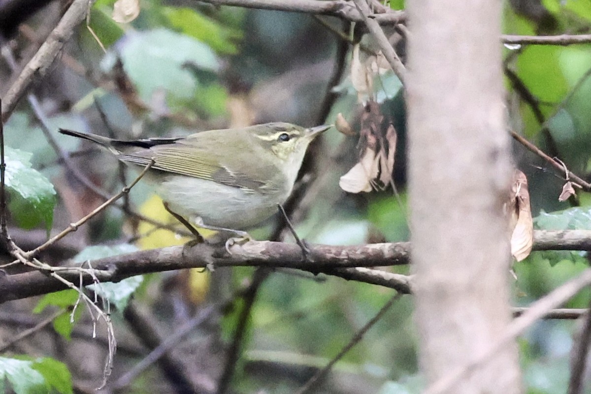 コムシクイ - ML644633939