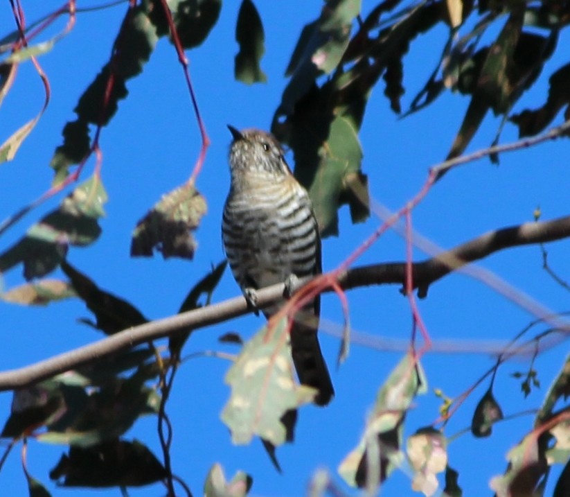 Shining Bronze-Cuckoo - ML644633942