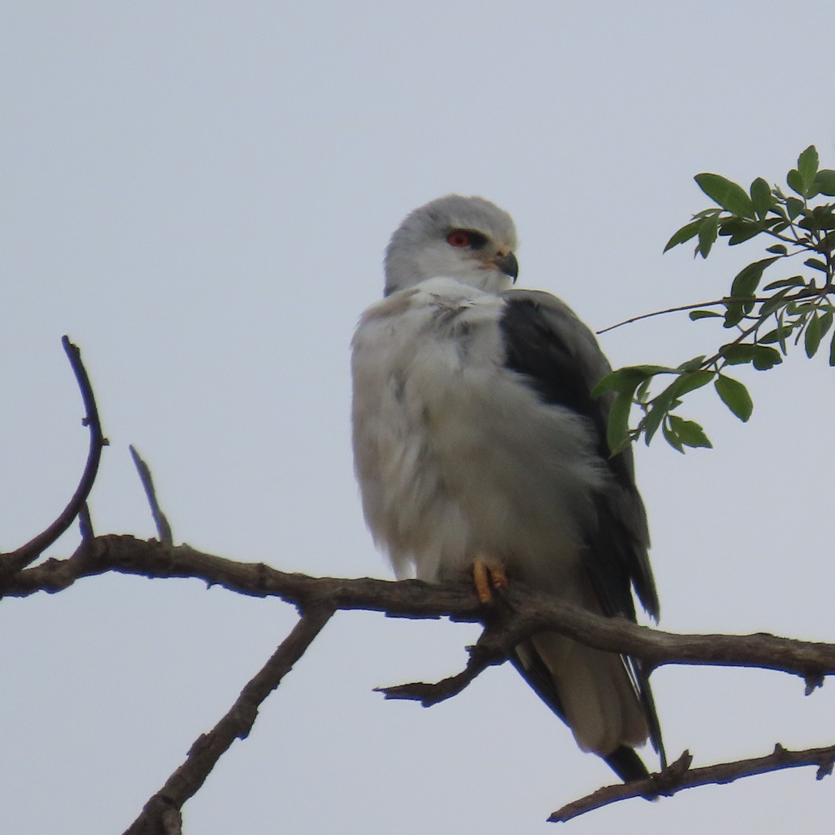 Gleitaar - ML644633954