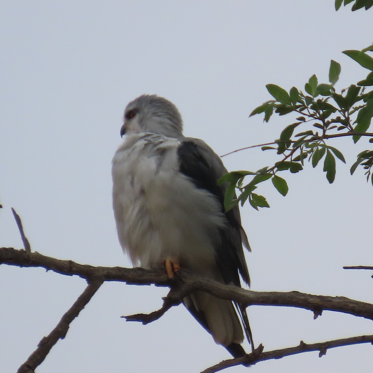 Gleitaar - ML644633955