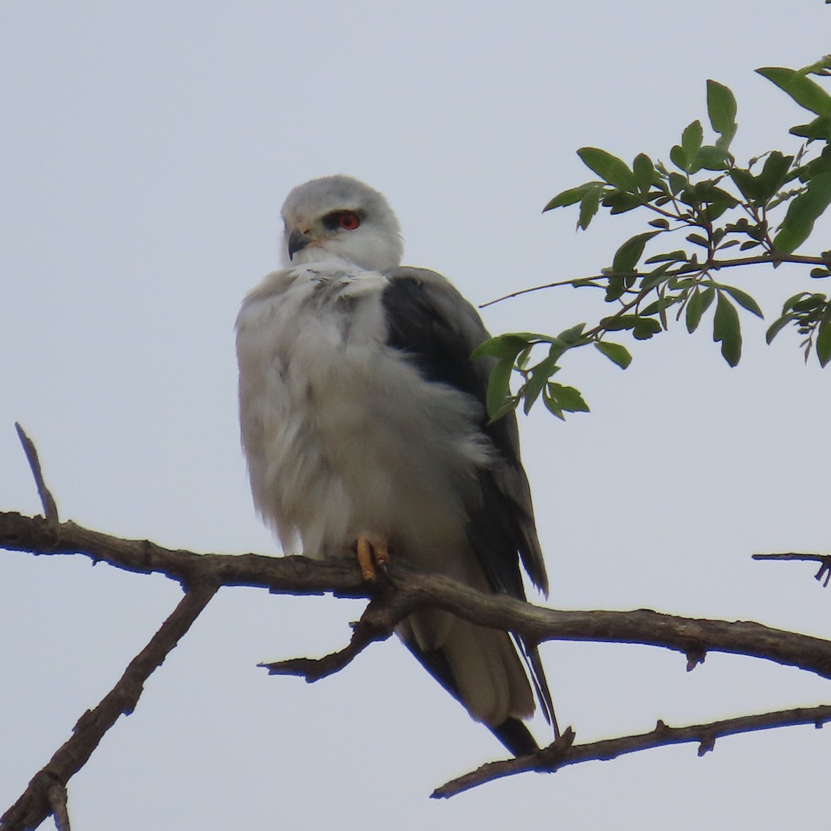 Gleitaar - ML644633956