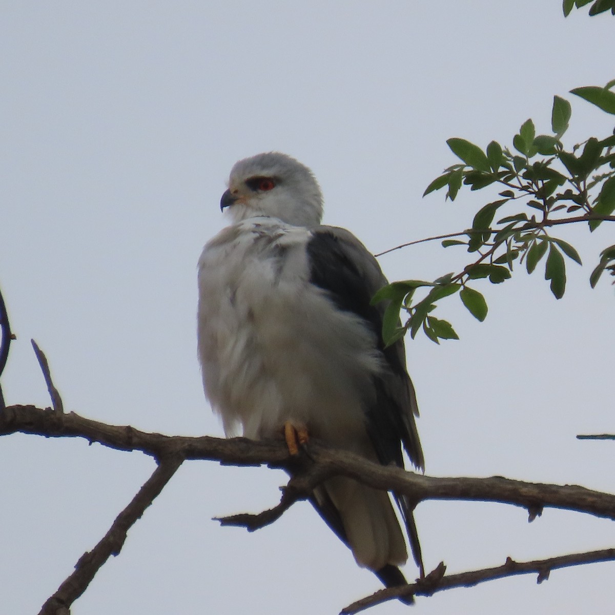 Gleitaar - ML644633957