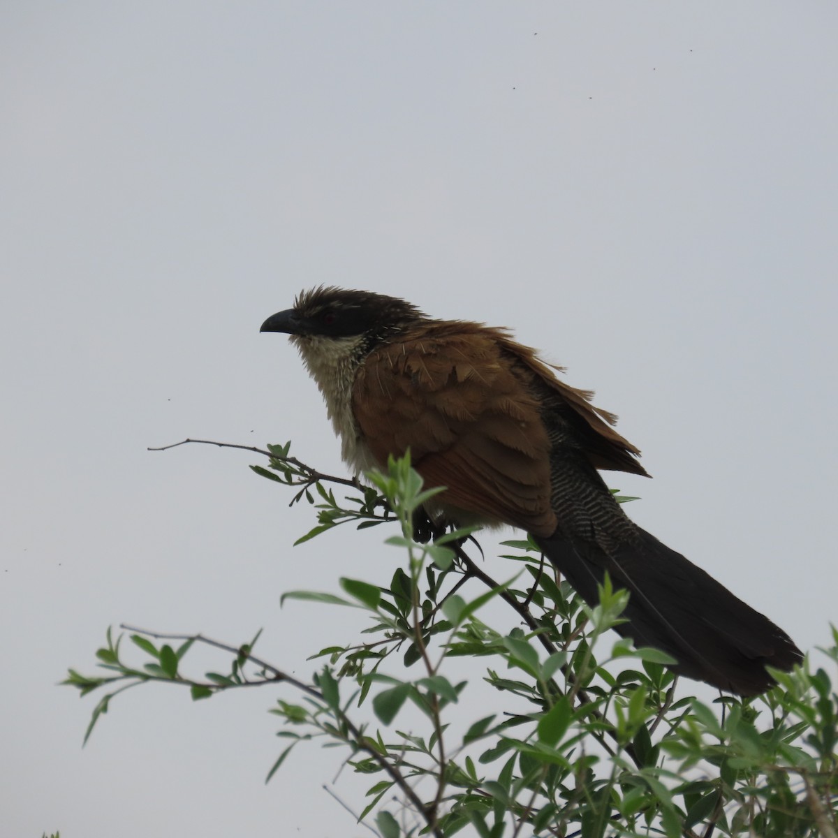 Burchellkuckuck - ML644633958