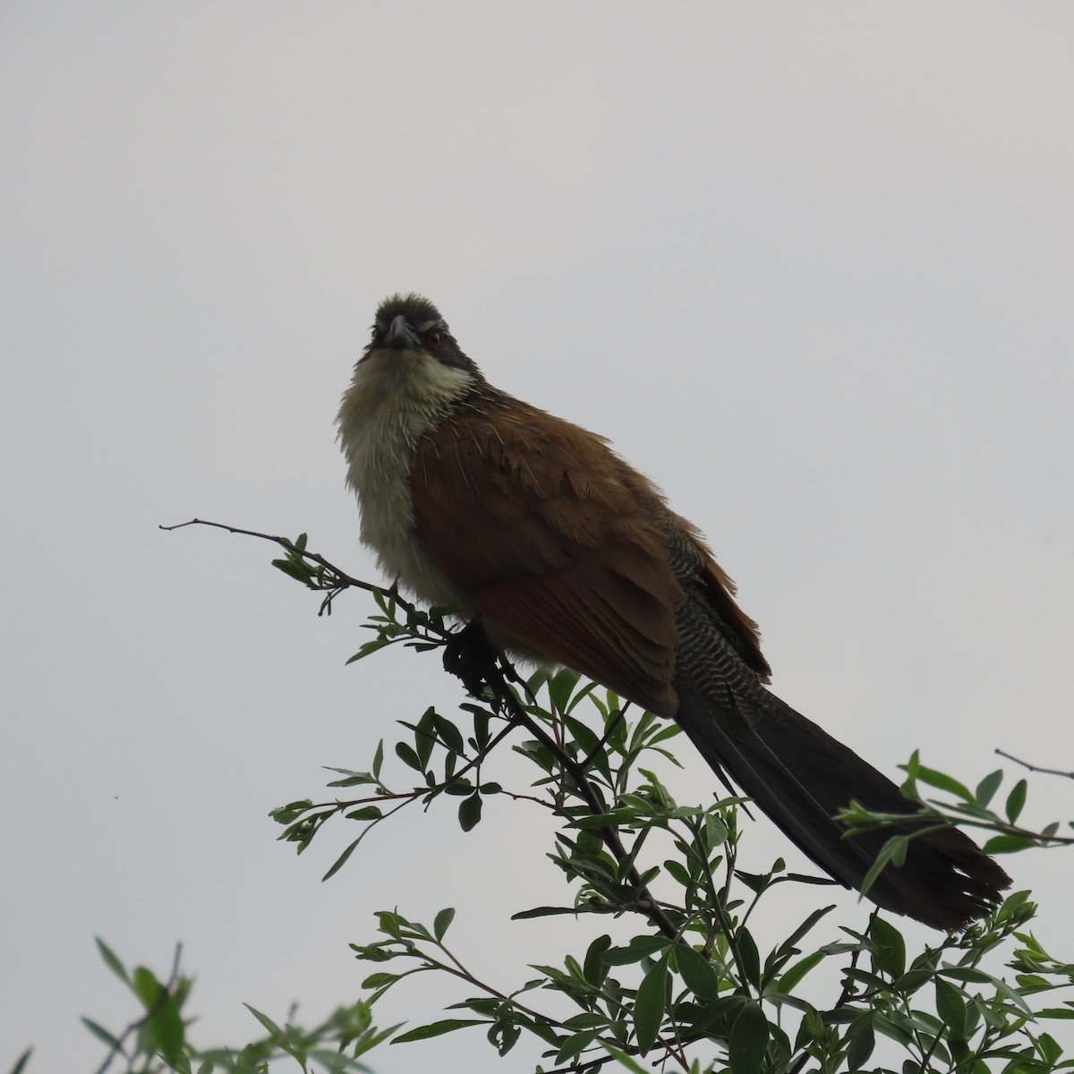 Burchellkuckuck - ML644633959