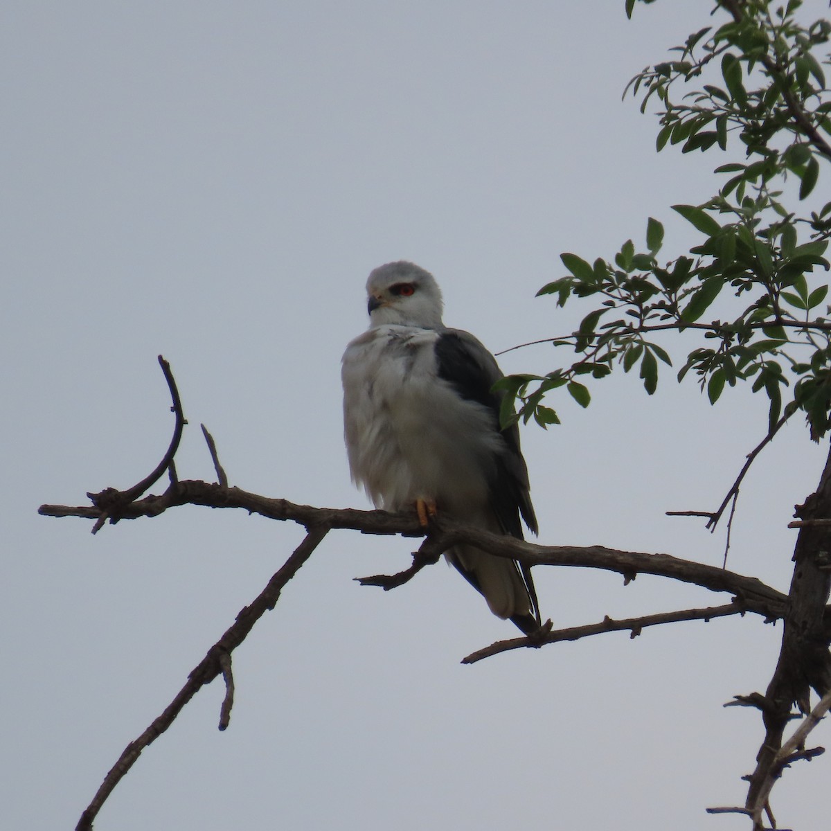 Gleitaar - ML644633961