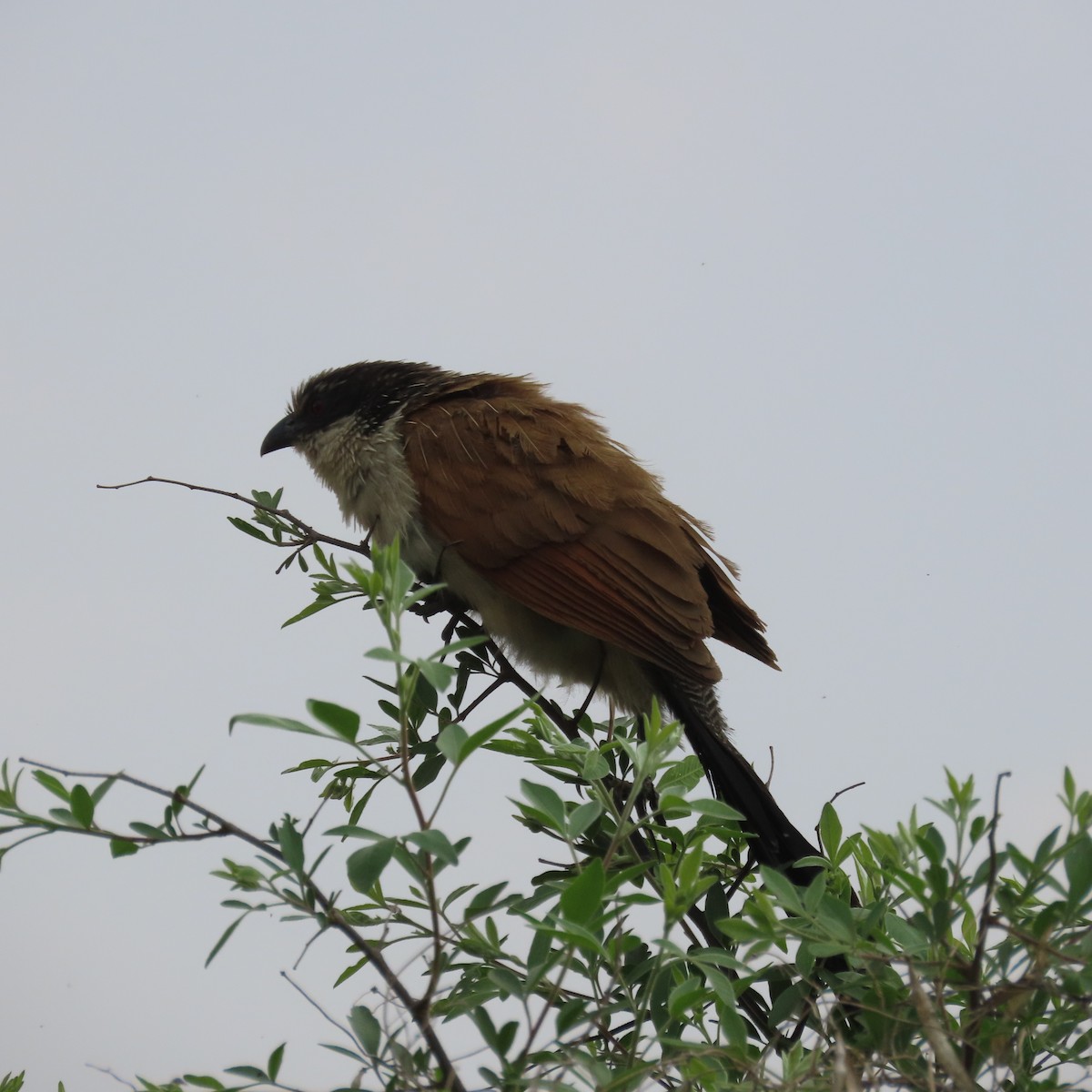 Burchellkuckuck - ML644633962