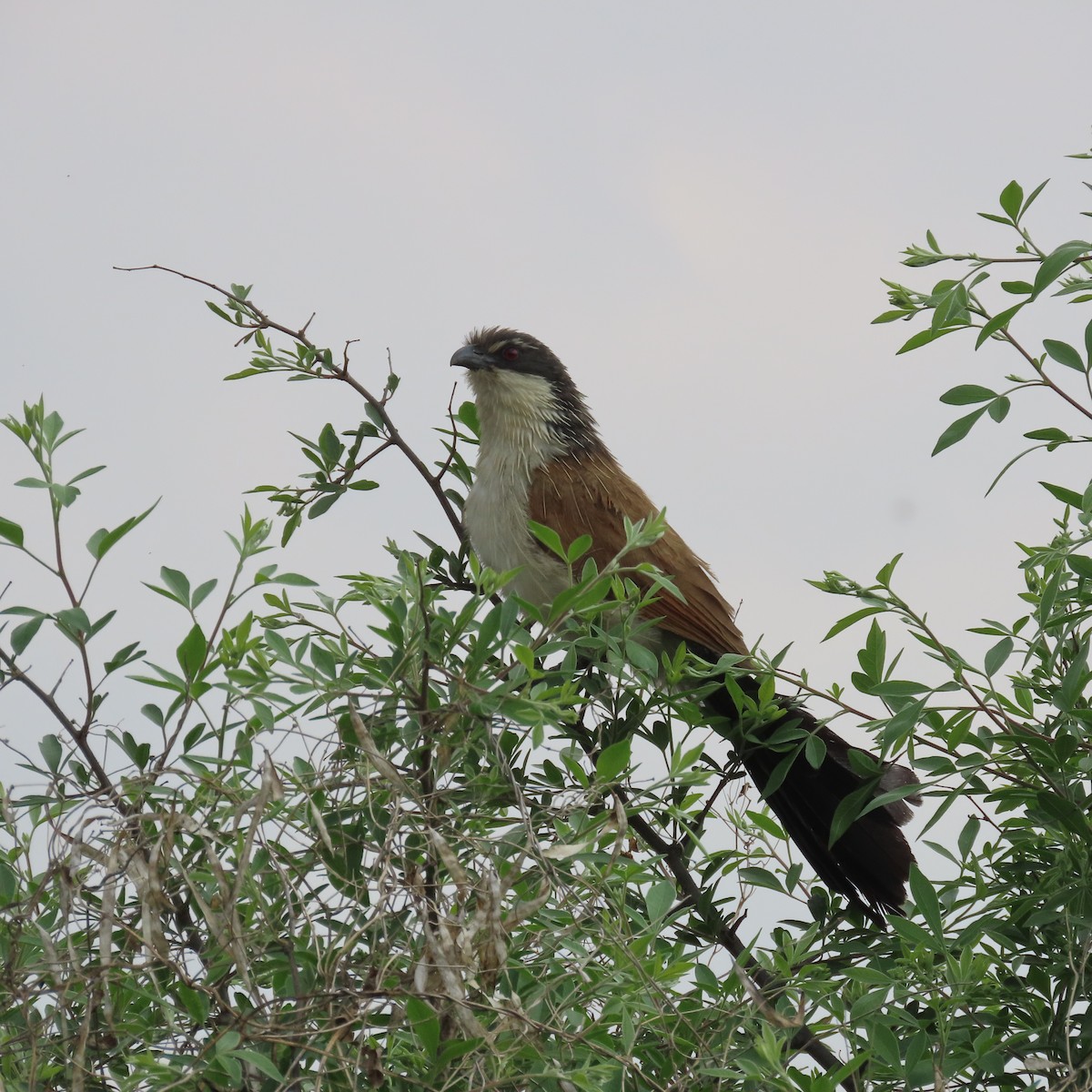 Burchellkuckuck - ML644633963