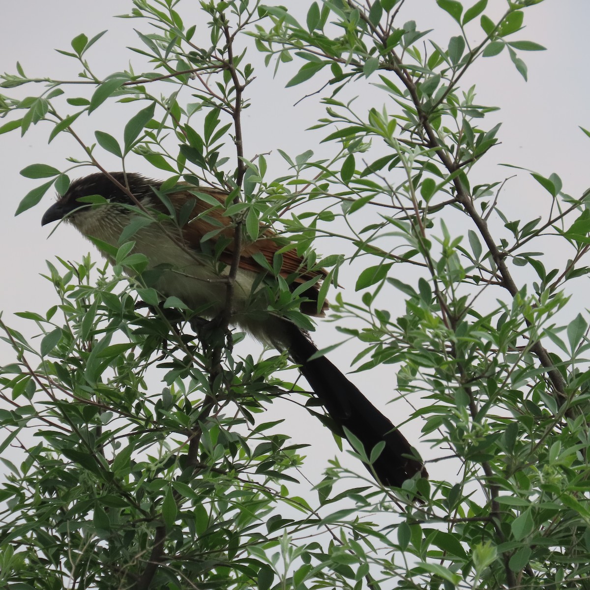 Burchellkuckuck - ML644633964