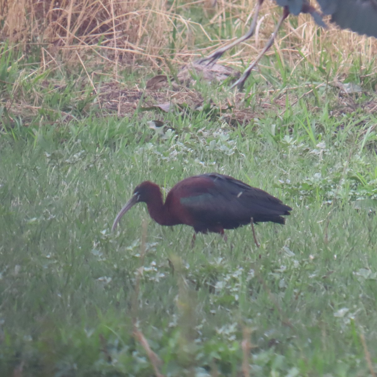 Sichler - ML644633965