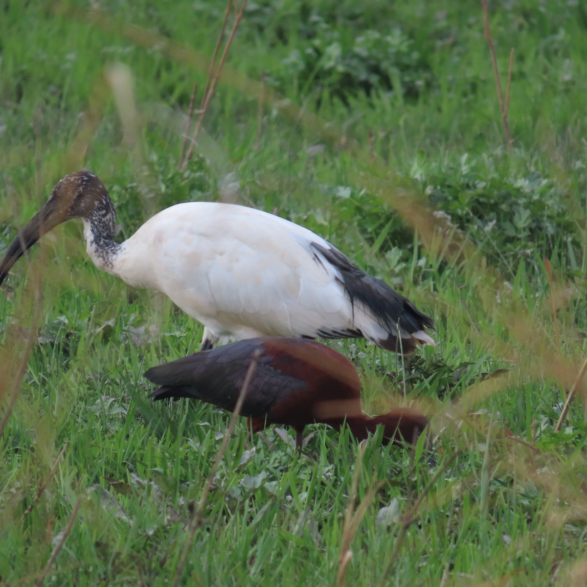 Pharaonenibis - ML644633966