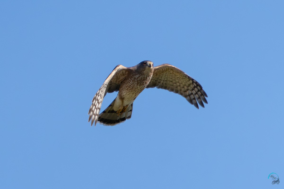 trostehauk - ML644633971