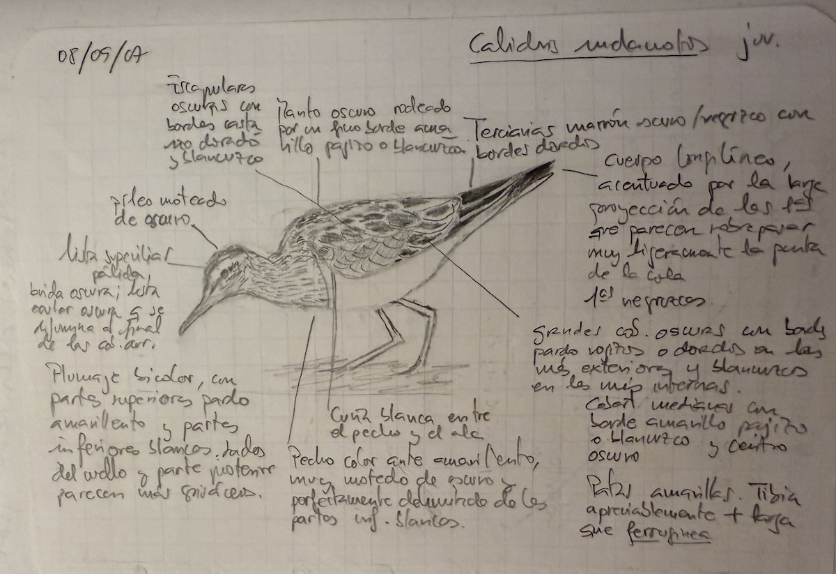Pectoral Sandpiper - ML644633972