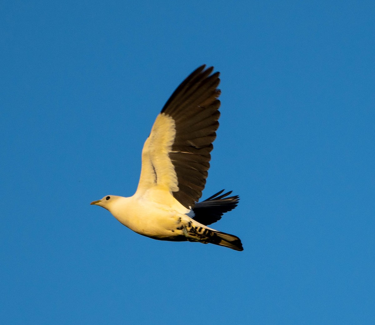 Torresian Imperial-Pigeon - ML644633976