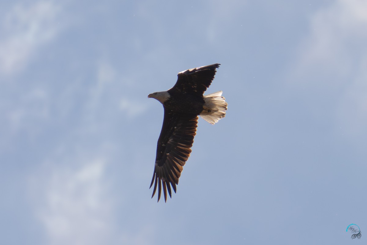 hvithodehavørn - ML644633985