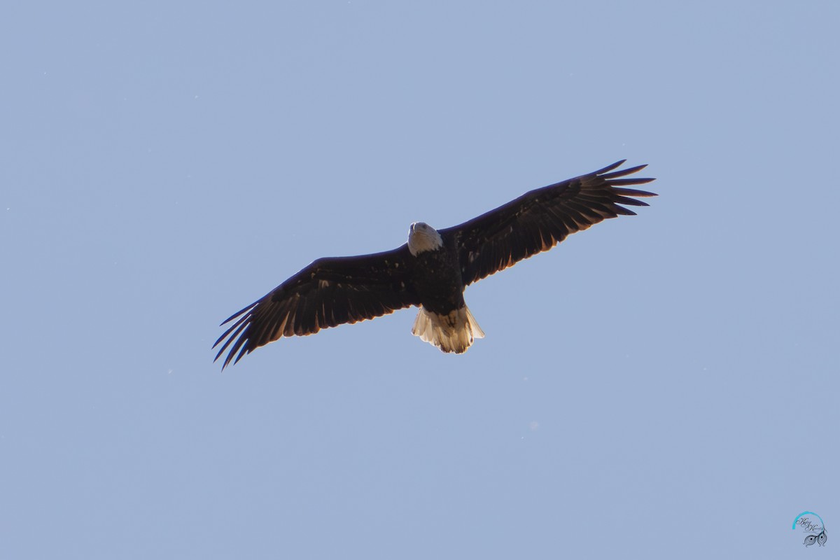 hvithodehavørn - ML644633986