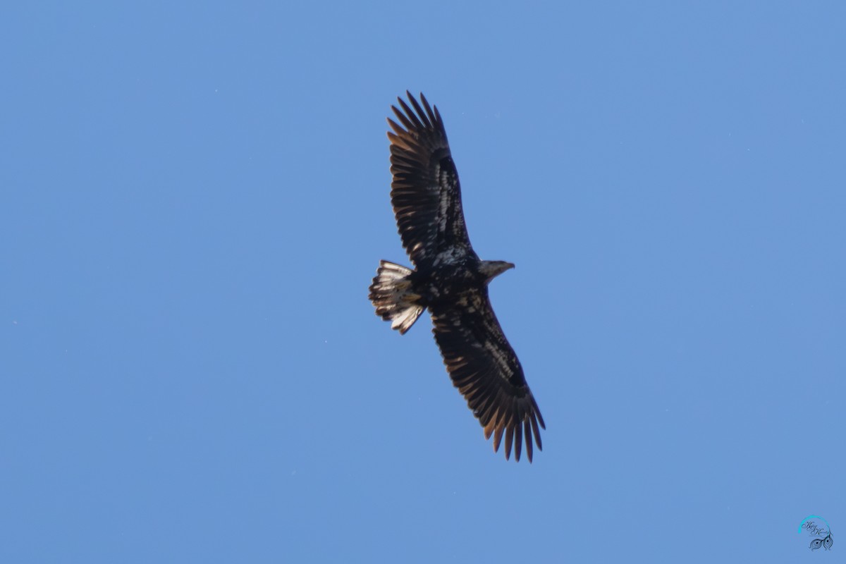 hvithodehavørn - ML644633987