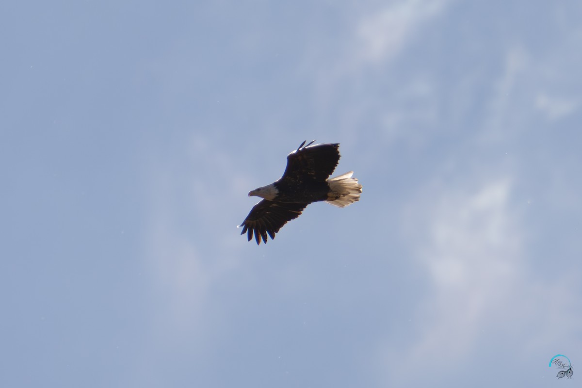 hvithodehavørn - ML644633988