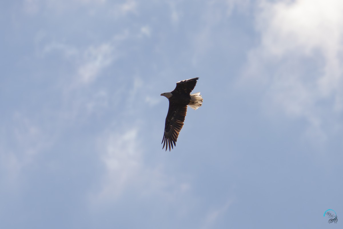 hvithodehavørn - ML644633989