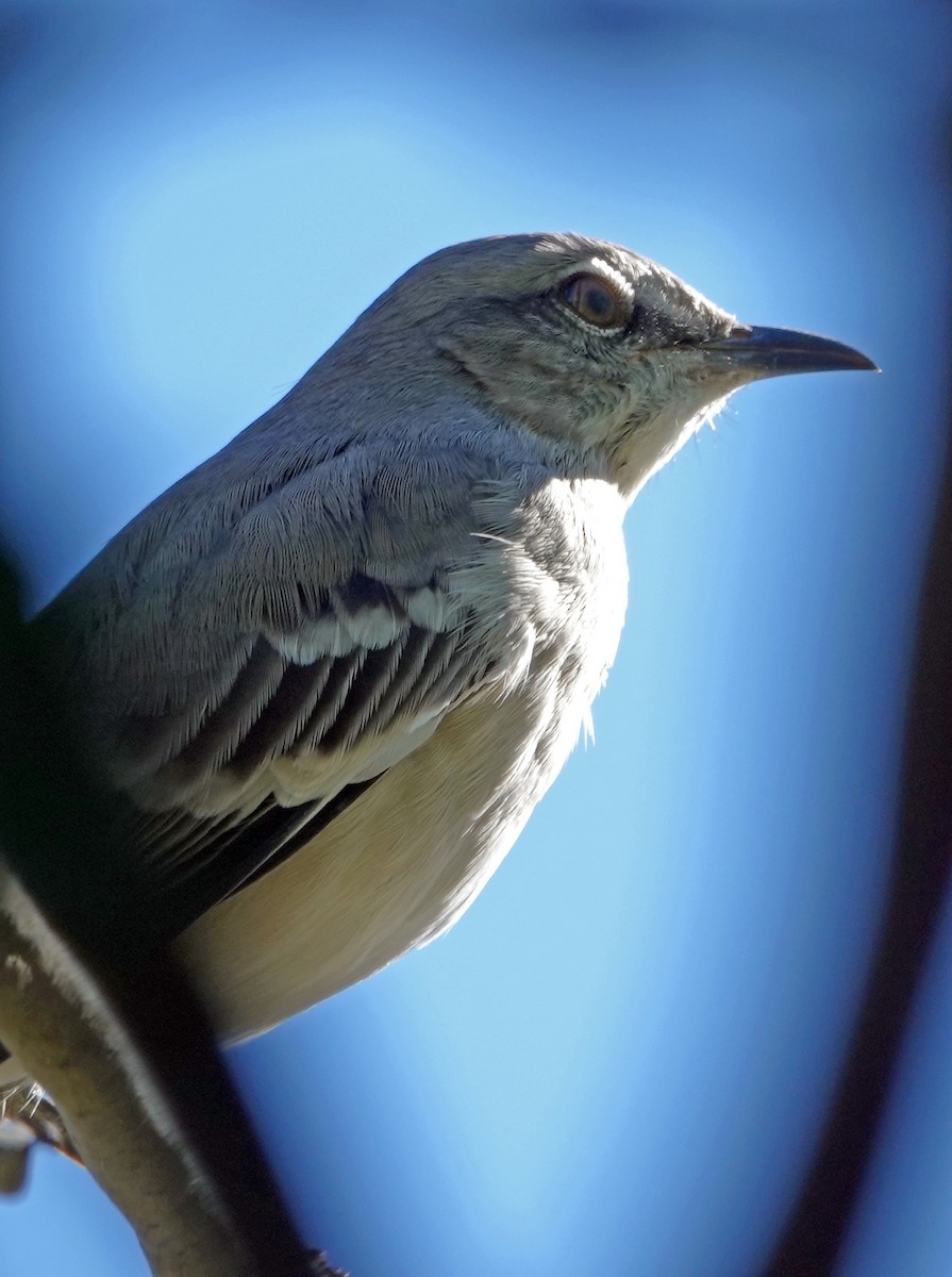 Northern Mockingbird - ML644633999