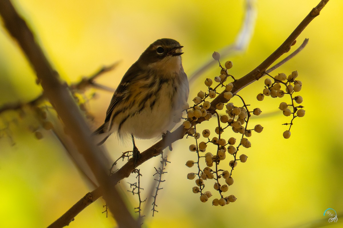 myrteparula - ML644634005